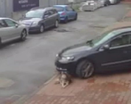 Повдигнаха обвинение на доктора, заподозрян в прегазването на кучето Мая