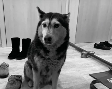 Прокуратурата: Кучето Мая е било живо след инцидента, евтаназирано е заради тежки увреждания