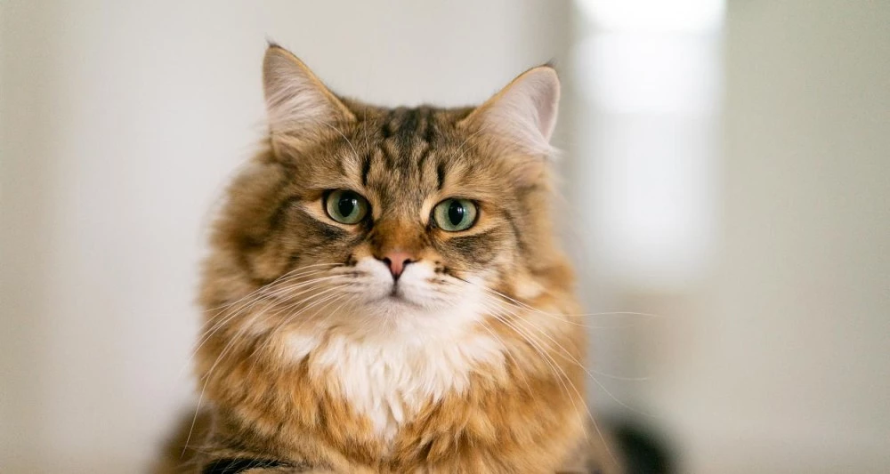 Глобиха с над 1.7 милиона евро мъж за проявена жестокост към котки в Гърция