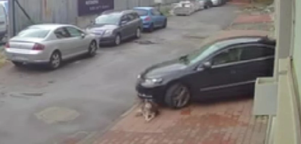 Повдигнаха обвинение на доктора, заподозрян в прегазването на кучето Мая