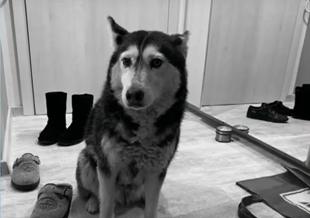 Прокуратурата: Кучето Мая е било живо след инцидента, евтаназирано е заради тежки увреждания