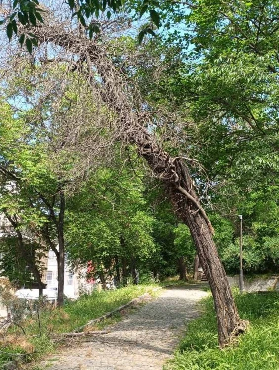 Засаждат 100 дървета на Сахат тепе