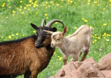 Министър Тахов утвърди ставката за помощи за кози и овце майки