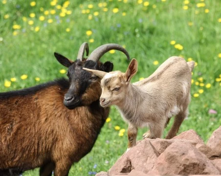 Министър Тахов утвърди ставката за помощи за кози и овце майки