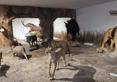 Откриват новата зала „Африка и Австралия и първото зоокафе в България в Природонаучния музей
