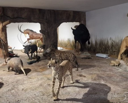 Откриват новата зала „Африка и Австралия