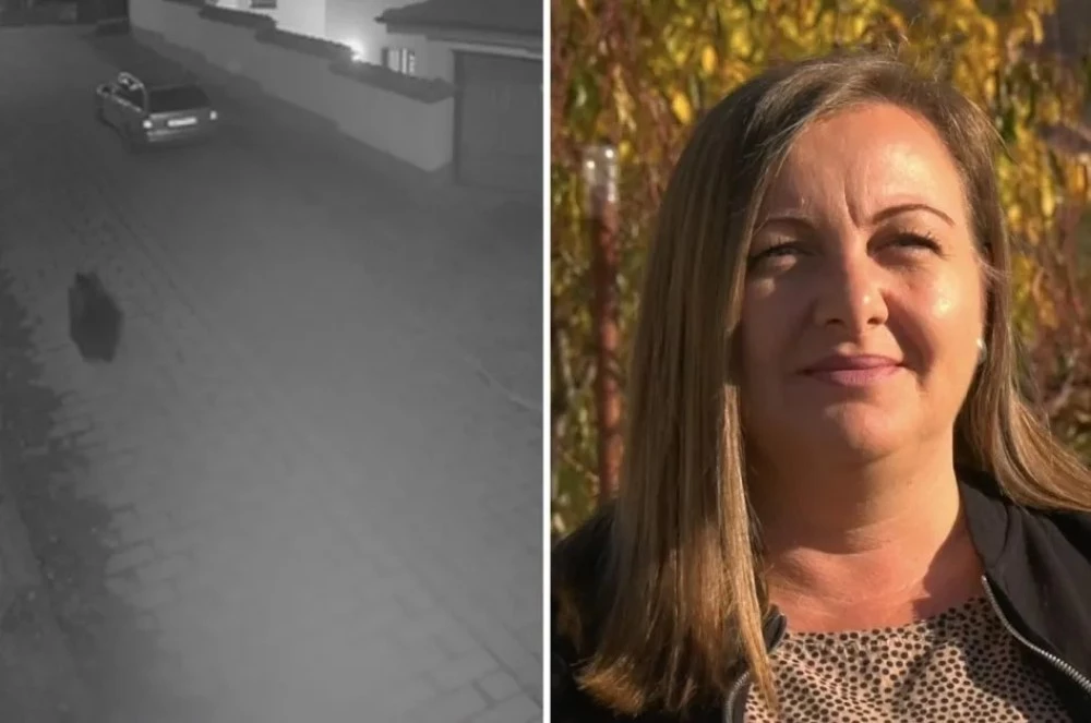 Говорят хората, видели мечката в Карлово ВИДЕО