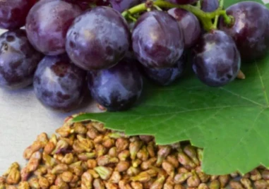 Безсмъртие от гроздови семки: Открит ли е лек против стареене?