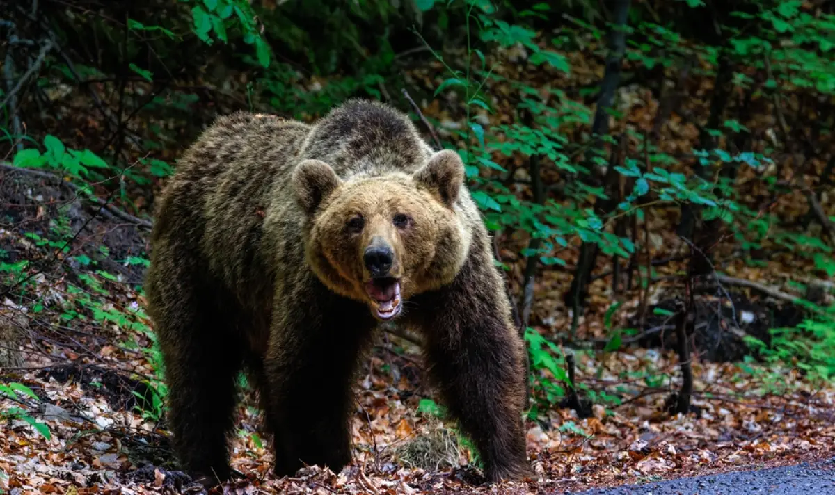 Над 20 мечки бродят в Балкана между Сопот и Карлово