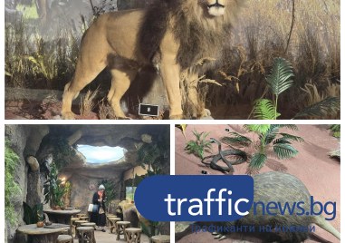 Невъзможното възможно: Африка се пренесе в сърцето на Пловдив  СНИМКИ