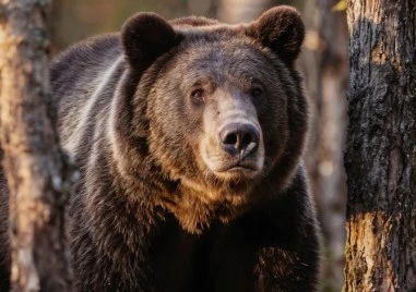 Осигуриха денонощни патрули в Карлово заради забелязаната мечка