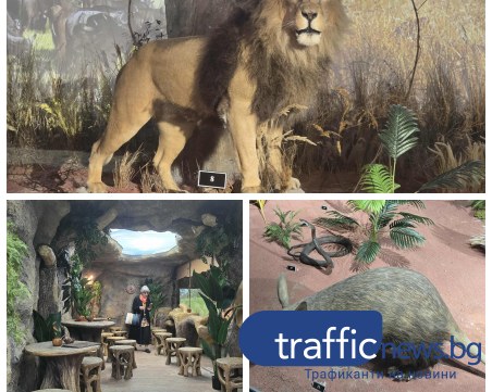 Невъзможното възможно: Африка се пренесе в сърцето на Пловдив  СНИМКИ