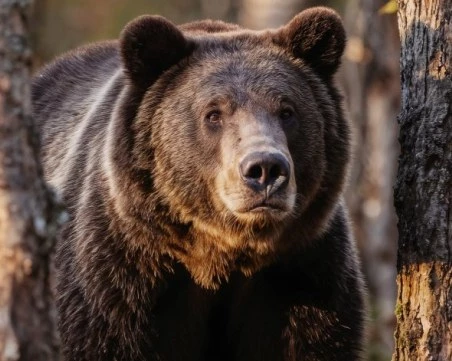 Осигуриха денонощни патрули в Карлово заради забелязаната мечка