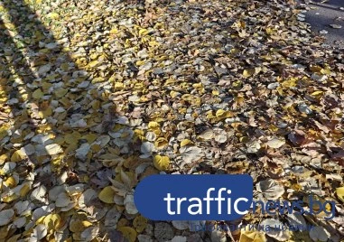 Листопад по пловдивските улици: граждани роптаят, Общината – чистим постоянно