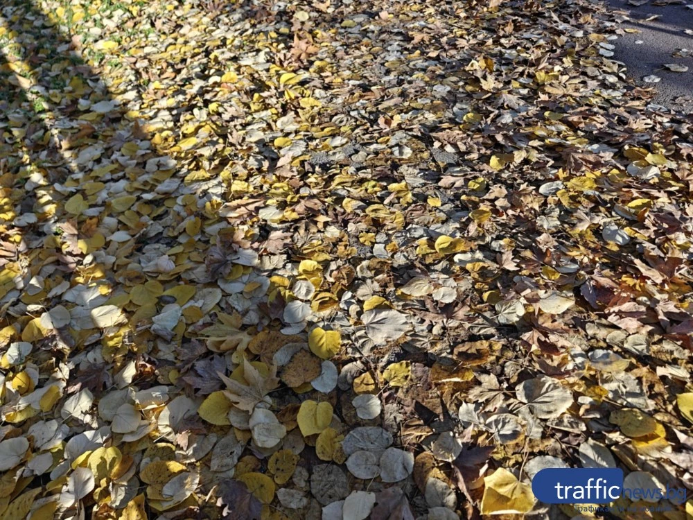 Листопад по пловдивските улици: граждани роптаят, Общината – чистим постоянно