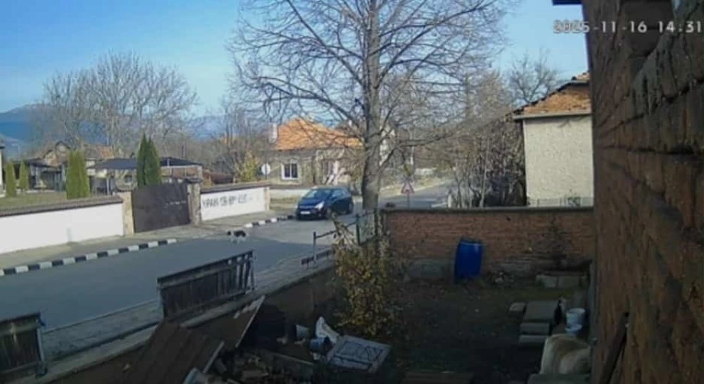 Нов клип с прегазено куче разбуни социалните мрежи ВИДЕО