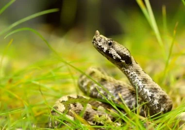 Разследват мъж, гледал 200 пепелянки във Велико Търново