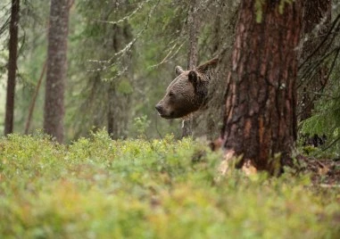 Въвеждат нови правила при навлизане на мечки в населените места