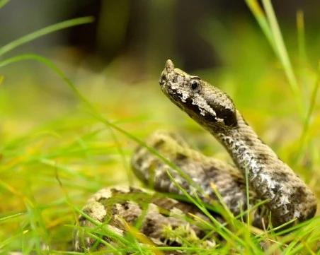 Разследват мъж, гледал 200 пепелянки във Велико Търново