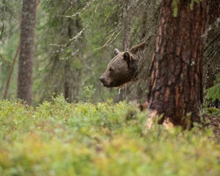 Въвеждат нови правила при навлизане на мечки в населените места