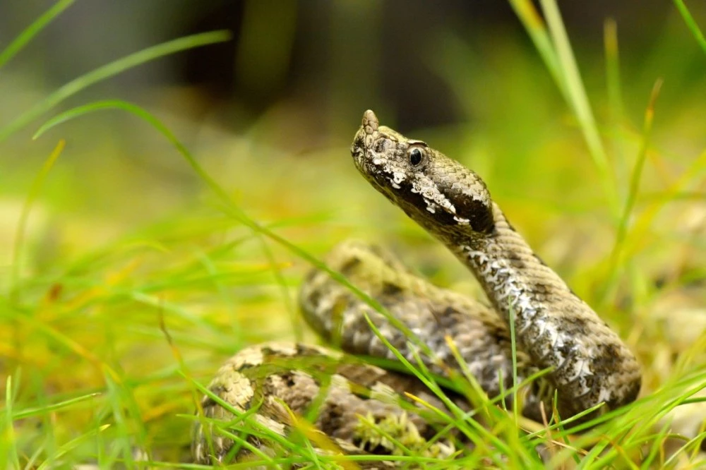 Разследват мъж, гледал 200 пепелянки във Велико Търново