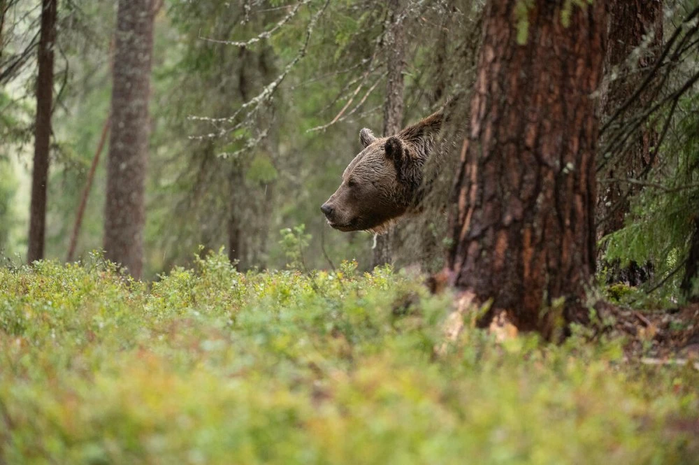 Въвеждат нови правила при навлизане на мечки в населените места