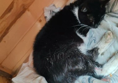 Мъж изхвърли котенце от петия етаж в Пловдив, животното има нужда от спешна операция