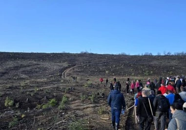 Нова гора расте на мястото на изгорелите борове край Арбанаси