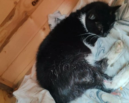 Мъж изхвърли котенце от петия етаж в Пловдив, животното има нужда от спешна операция