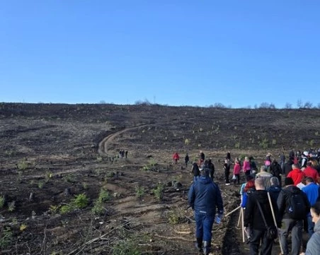 Нова гора расте на мястото на изгорелите борове край Арбанаси
