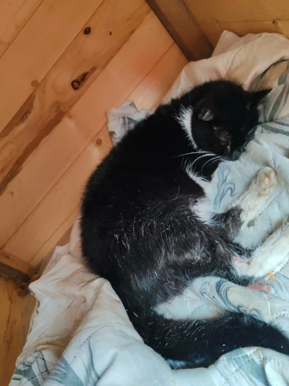 Мъж изхвърли котенце от петия етаж в Пловдив, животното има нужда от спешна операция