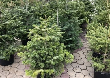 Близо 22 000 иглолистни дръвчета от Родопите излизат на пазара за празниците