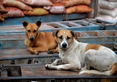 В Истанбул забраниха храненето на бездомни кучета
