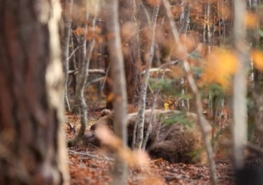 Защо разходките на мечки в села и градове вече не са изключение