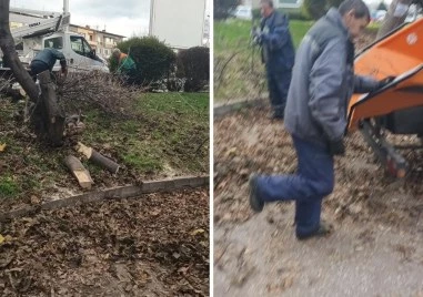Пловдивчани и ОП Градини и паркове в спор – отсякоха ли здраво дърво?