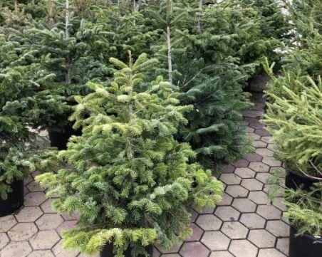 Близо 22 000 иглолистни дръвчета от Родопите излизат на пазара за празниците