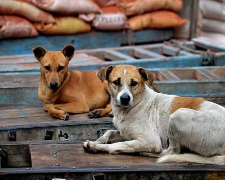 В Истанбул забраниха храненето на бездомни кучета