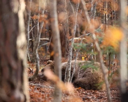 Защо разходките на мечки в села и градове вече не са изключение