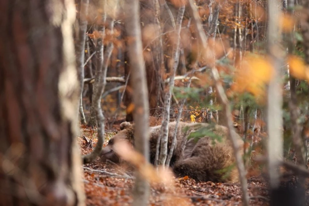 Защо разходките на мечки в села и градове вече не са изключение