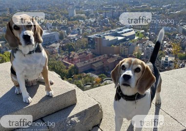 Налагат нови правила за отглеждане на кучета и котки в Пловдив, ето какво трябва да знаят стопаните