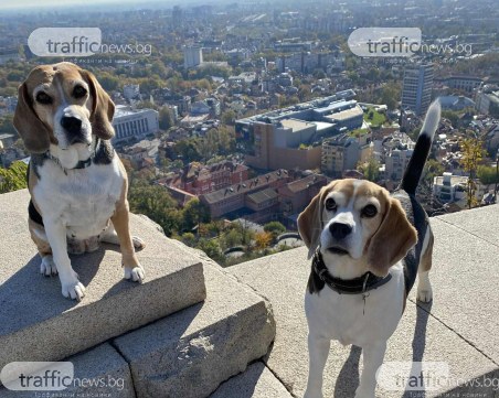 Налагат нови правила за отглеждане на кучета и котки в Пловдив, ето какво трябва да знаят стопаните