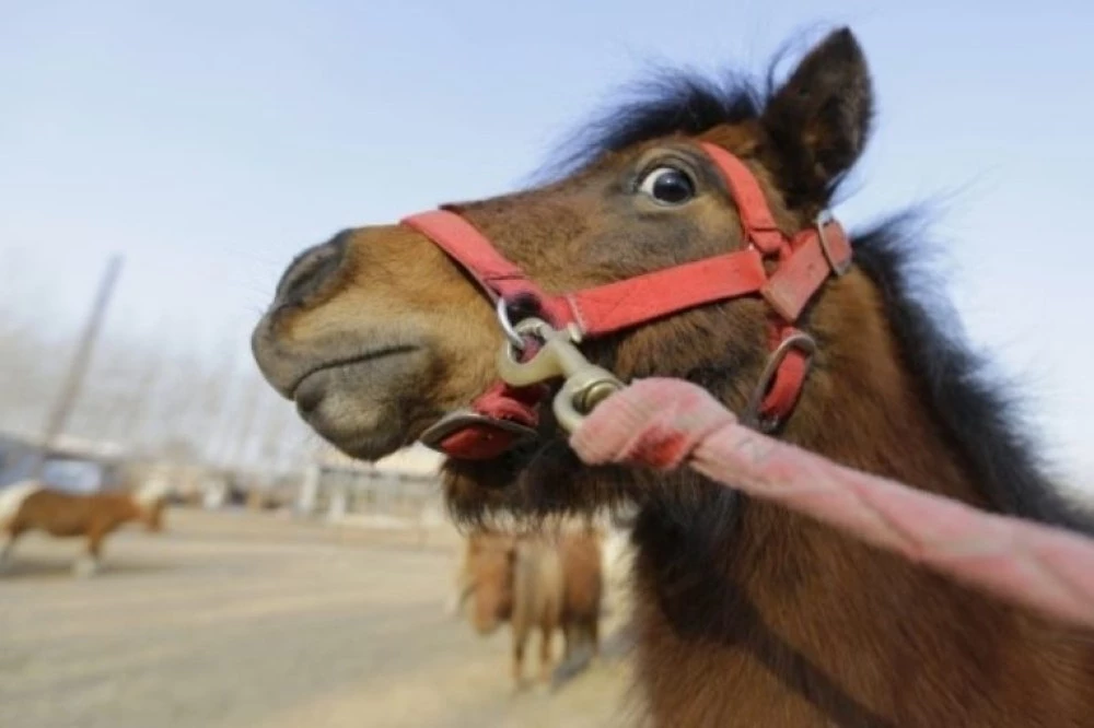 Деца се промъкнаха в имот и откраднаха кон