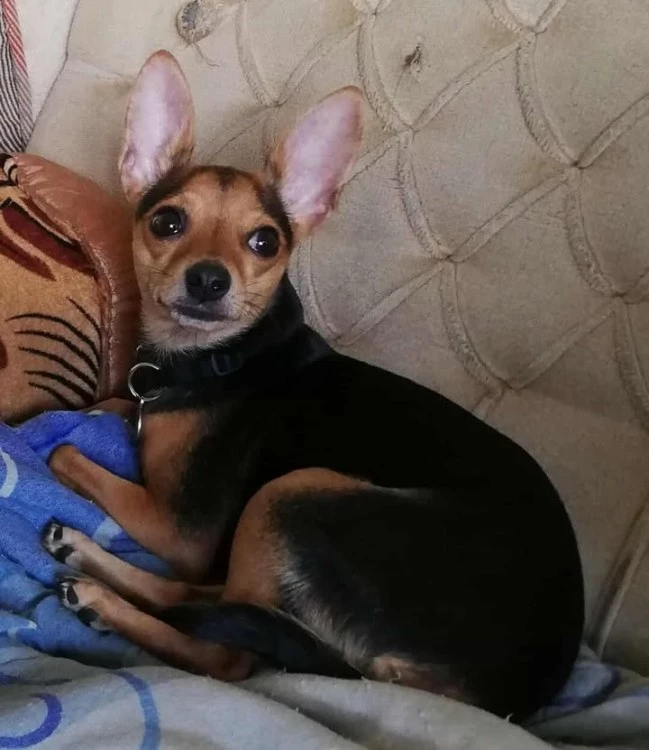 Издирват кученцето Аби в центъра на Пловдив, виждали ли сте я?