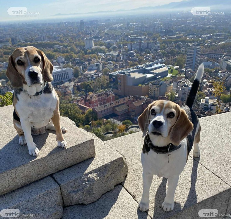 Налагат нови правила за отглеждане на кучета и котки в Пловдив, ето какво трябва да знаят стопаните