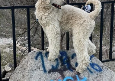 Новата наредба за домашните любимци в Пловдив – повече конфликти, отколкото решения