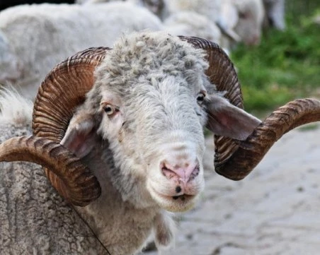 Дебютира нова модна колекция от вълна от...