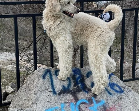 Новата наредба за домашните любимци в Пловдив – повече конфликти, отколкото решения