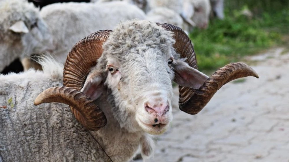 Дебютира нова модна колекция от вълна от...