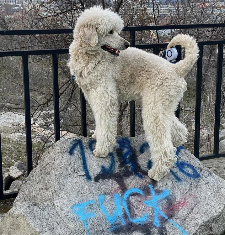 Новата наредба за домашните любимци в Пловдив – повече конфликти, отколкото решения