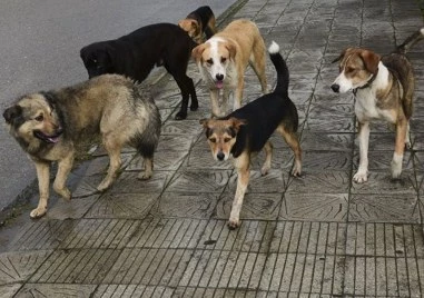 Глутница кучета нападнаха асеновградчанка